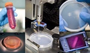 bioprinting-3d-printing-muscle4